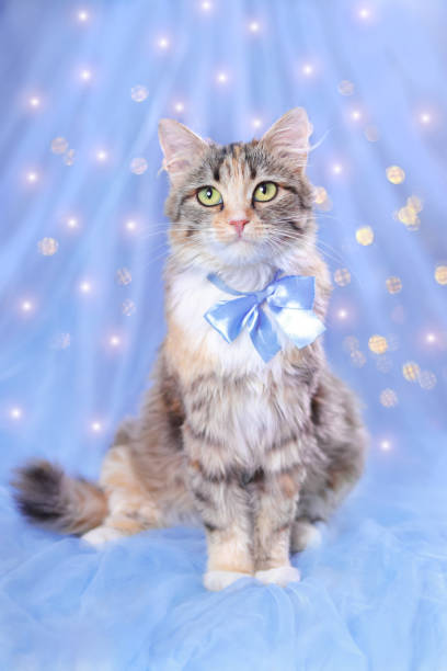 istock Cat on a blue background with sparkling lights or stars. Beautiful Kitten with a blue bow tie. Portrait of a Kitten. Christmas card. Cat posing at camera. Merry Christmas. 2023. New year greeting card 1448596734