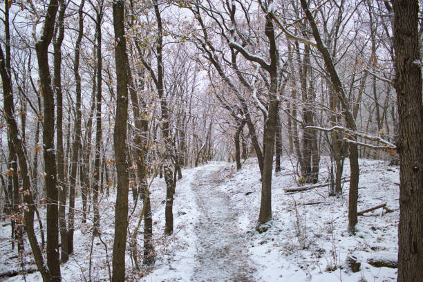 istock Snow-covered hiking trail in the Harz mountains 1448597123