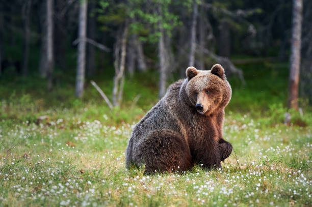 Big brown bear (Ursus arctos) in the forest stock photo