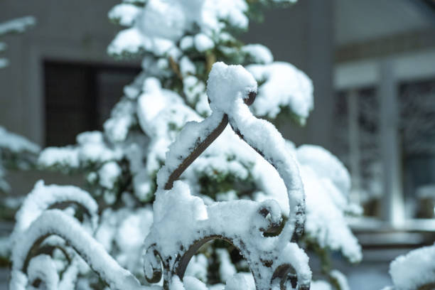 istock A snow-covered Christmas tree in the snow 1448601348