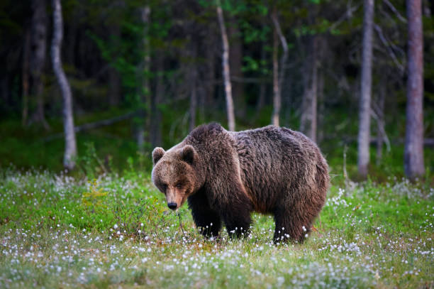 Big brown bear (Ursus arctos) in the forest stock photo