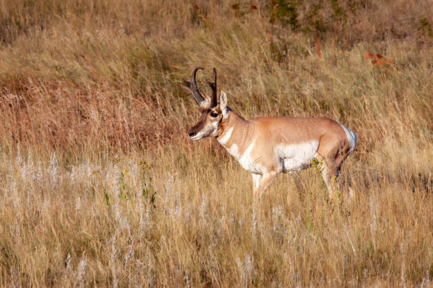 istock pronghorn antelope in a dry grass field 1448604803