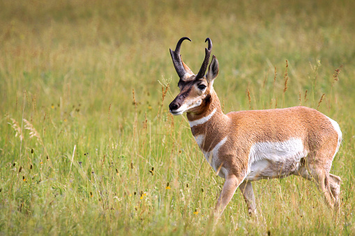 Pronghorn Antelope buck walking through tall grass