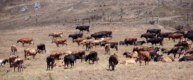 Herd of cattle grazing on pasture land