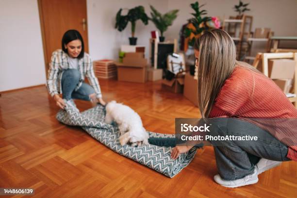 Carpet For A New Home Stock Photo - Download Image Now - 20-24 Years, 25-29 Years, Adult
