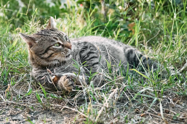 istock Cute tabby cat playing with the captured mouse. Gray striped cat hunting a mouse in green grass on a farm. 1448606876