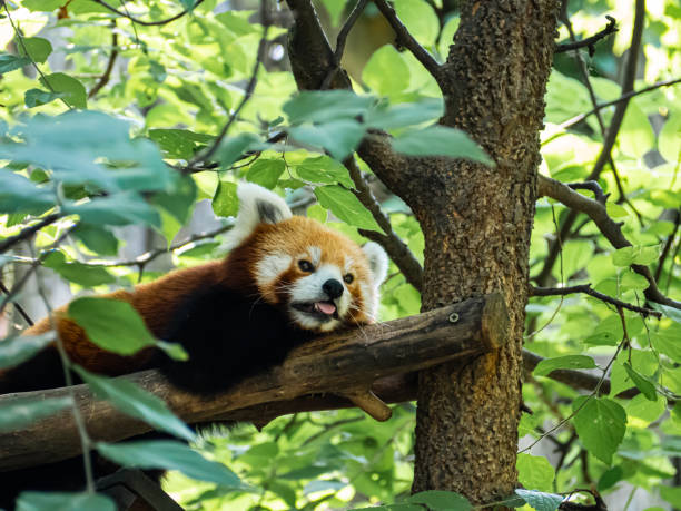 istock Red panda lying on a tree branch in a zoo 1448608016