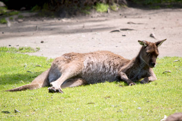 istock the Kangaroo-Island kangaroo is mainly brown with a white chest 1448608093