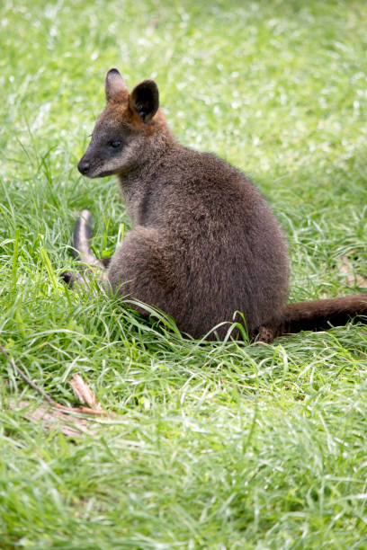 istock the joey swamp wallaby is resting on the grass 1448608107