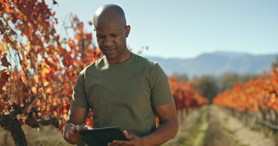 Vineyard, tablet and farmer man on agriculture software, management app and online progress update in agro industry. Digital technology, development and growth check of black man in farming business
