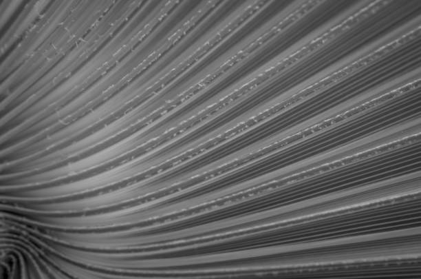 istock Texture of green palm leaves 1448609429