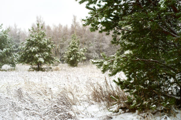 A beautiful snowy forest ner the field in overcast day. Winter landscape of Northern Europe.