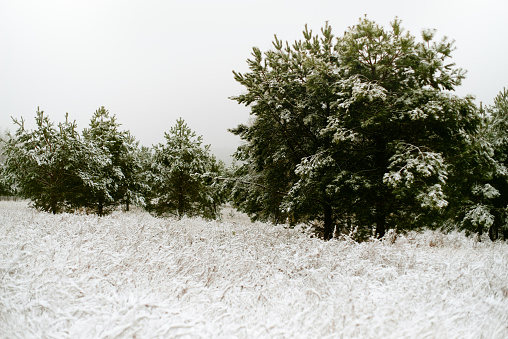 Fir green trees and grass covered with snow, white gray cloudy sky background, limited focus foreground