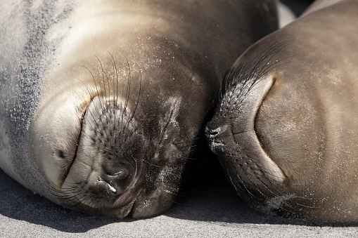 Two young Southern Elephant Seals, Mirounga leonina, dozing head to head on Elephant Beach, Sea LIon Island, Falklands