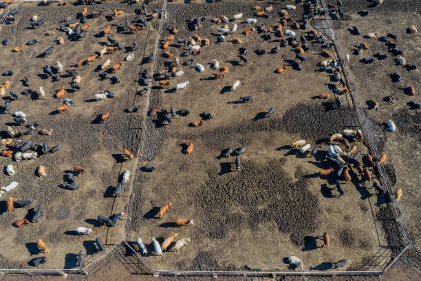 istock Beef Cattle Farm, Bird's Eye View, USA 1448609635