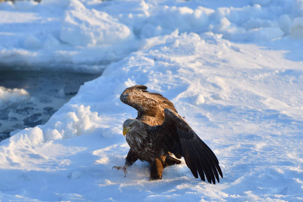 istock Bird watching with floating ices in winter 1448609641
