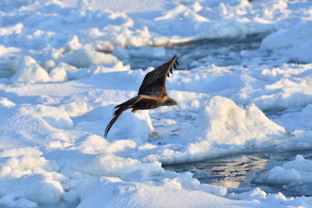 istock Bird watching with floating ices in winter 1448609657