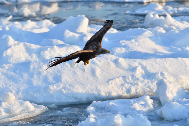istock Bird watching with floating ices in winter 1448609659