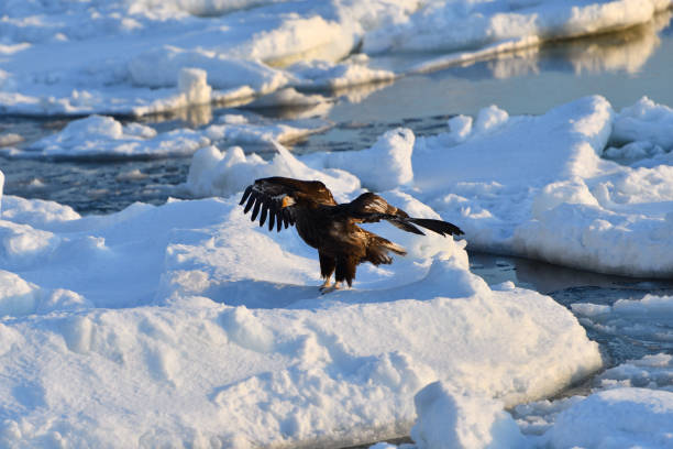 istock Bird watching with floating ices in winter 1448609802