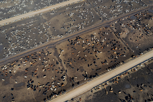 Mass-scale traditional beef cattle farm, aerial view, USA.