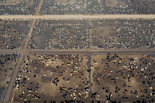 Aerial view of a traditional beef cattle farm in Texas, USA.