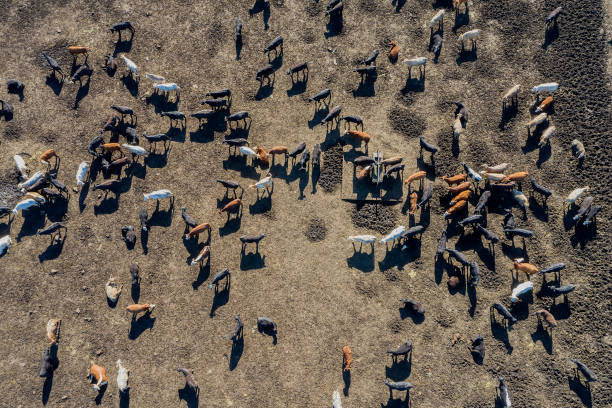 istock Aerial View of Beef Cattle Feed Lot 1448611409