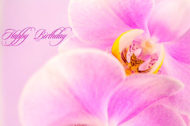 Purple ,pink orchid flowers on pink background