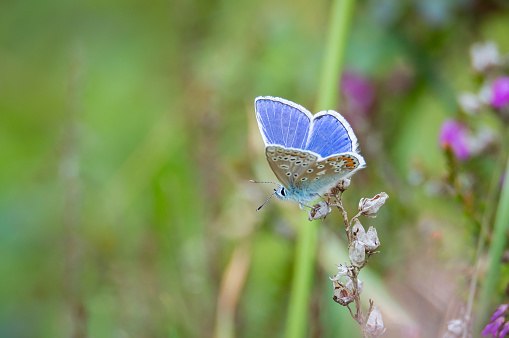 Common Blue butterfly (Polyommatus icarus) perched on a grass stem