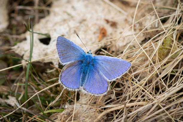 istock Common Blue butterfly male on dried grass 1448611857