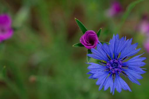 Cornflowers. Wild Blue Flowers Blooming. Closeup Image