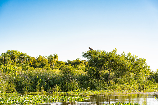 A big bird perched on a tree in the Ibera lagoon, Ibera Wetlands Provincial Park, Corrientes, Argentina.