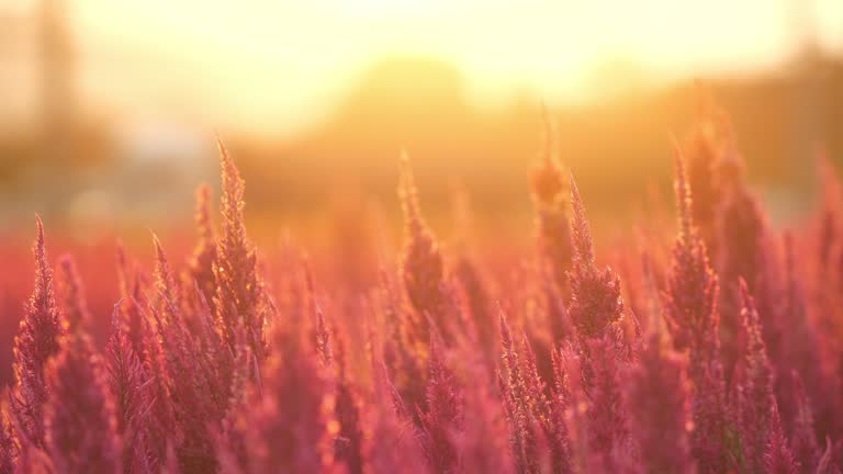 Celosia flowers and sunset.