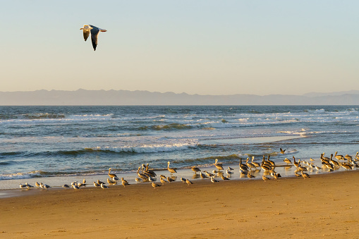 Seascape, and flock of birds on the beach. Beautiful blue ocean, and clear blue sky on background