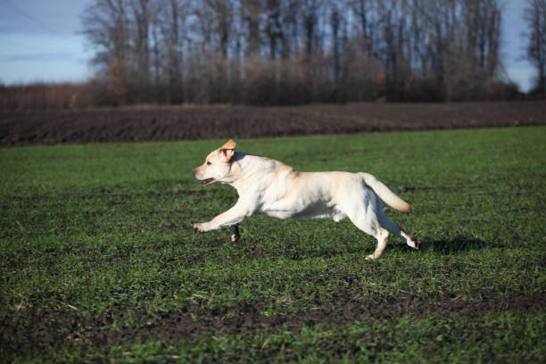 istock Puppy labrador retriever playing in the park 1448618669