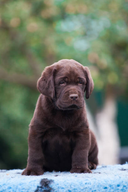 istock Puppy labrador retriever playing in the park 1448618674