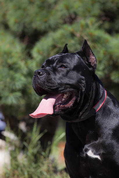 istock Italian Cane Corso puppy in the grass 1448618680