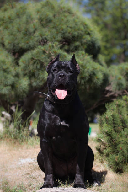 istock Italian Cane Corso puppy in the grass 1448618683