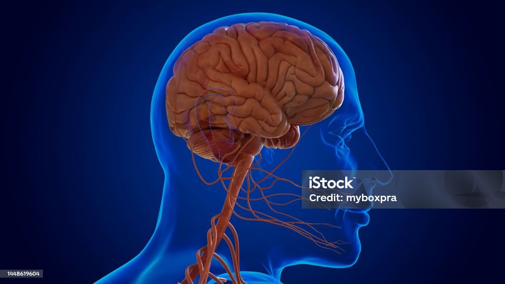 Nervous Complex The Nervous System Includes The Brain Spinal Cord And A Complex Network ...