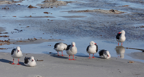 A group of Dolphin Gulls, Larus scoresbii, at the edge of a lagoon on Sea Lion Island; Falklands;