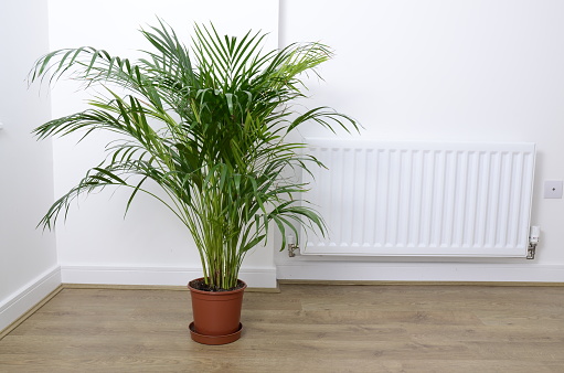 Palm plant in the pot near a radiator on the wooden floor and white wall, simple life concept. Heating concept.