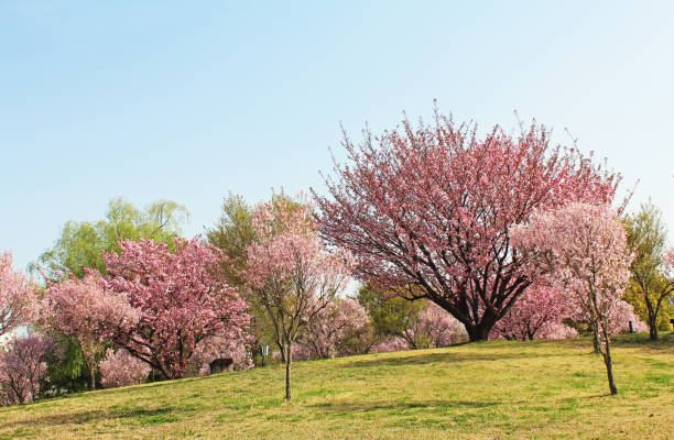 istock Cherry trees in full bloom in japan 1448622247