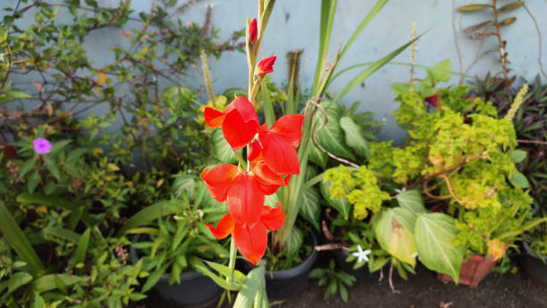 il gladiolo arancione - gladiolus single flower isolated tropical climate foto e immagini stock