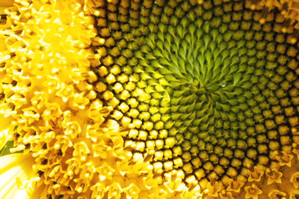 istock Blooming sunflower close-up 1448624973