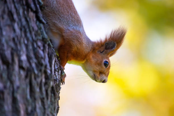 istock squirrel in the park on a tree. animals in nature 1448626307