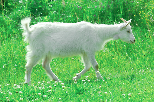 White Saanen baby goat running in sunny summer pasture. Cute farm animal kid in sun light green field, selective focus