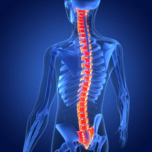 istock Spinal Cord Vertebral Column of Human Skeleton System Anatomy 1448627026
