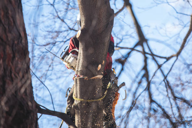 istock Arborist tree surgeon cutting tree branches with chainsaw, lumberjack woodcutter in uniform climbing and working on heights, process of tree pruning and sawing on top 1448628194