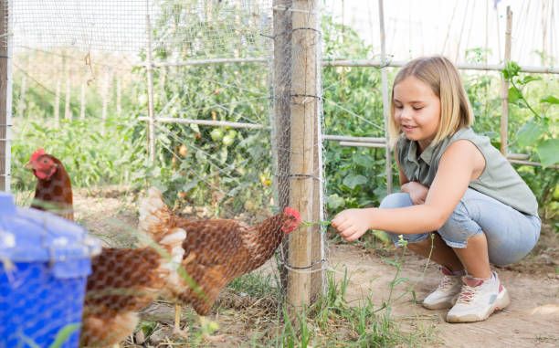 istock Little girl and chikens 1448629480