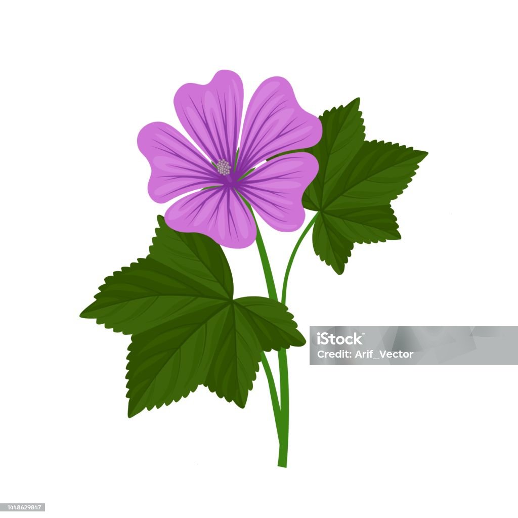 Mallow Vector Mallow Flower Stock Illustration - Download Image Now - Blossom, Green ...
