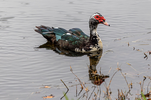 Muscovy duck in Florida lake with red face and green feathers with reflection